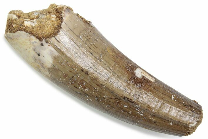 Fossil Spinosaurus Tooth - Feeding Worn Tip #376410